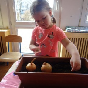 Sadzenie cebuli w grupie 